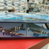 12274  Spitfire Mk.14C (1:48)