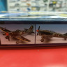 12466  Tempest V